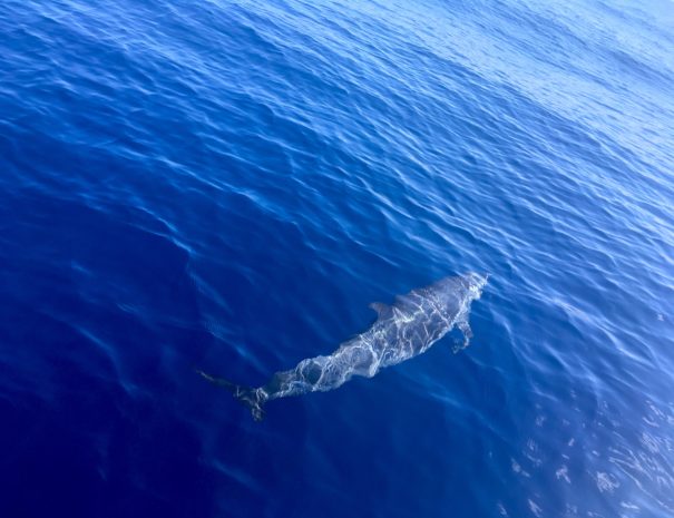 Dauphins au large de Baillif